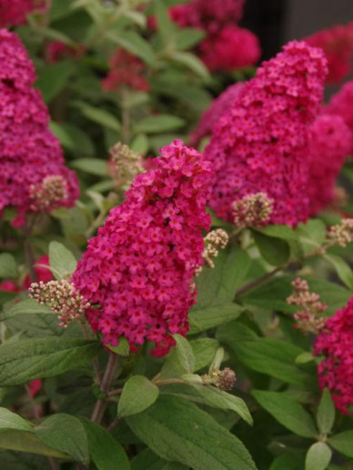 Budlėja  "Butterfly Candy Ruby" (Buddleja "Butterfly Candy Ruby")