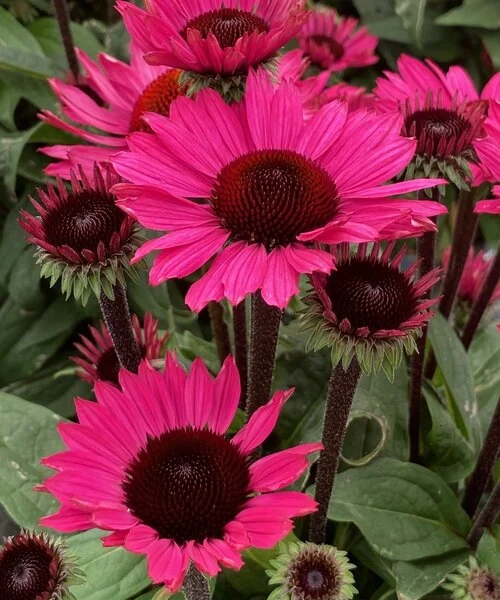 Ežiuolė "SunSeekers Purple Towers") (Echinacea "SunSeekers Purple Towers")