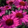 Ežiuolė "SunSeekers Purplelicious" (Echinacea "SunSeekers Purplelicious")