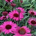 Ežiuolė "SunSeekers Purplelicious" (Echinacea "SunSeekers Purplelicious")