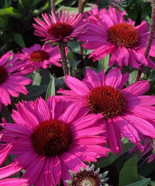 Ežiuolė "SunSeekers Purplelicious" (Echinacea "SunSeekers Purplelicious")