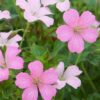 Snaputis "Rose Clair" (Geranium "Rose Clair")