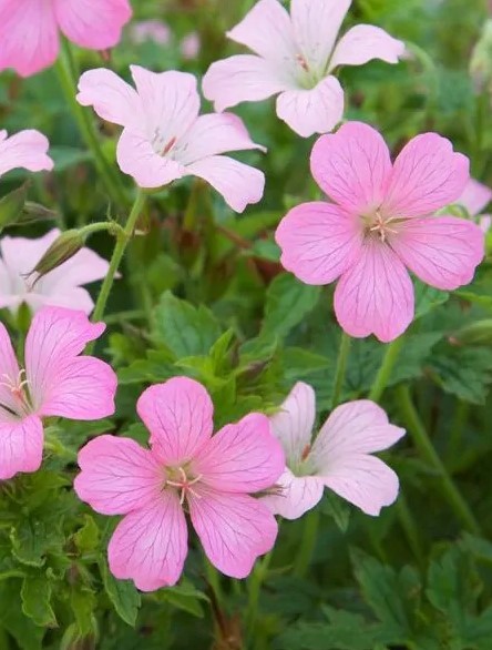 geranium_ox._rose_clair_ofwel_ooievaarsbek Snaputis "Rose Clair" (Geranium "Rose Clair")