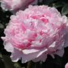 Bijūnas puikusis "Sarah Bernhardt" (Paeonia lactiflora "Sarah Bernhardt")