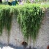 Rozmarinas "Riviera compact"  (Rosmarinus officinalis "Riviera compact")