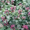 Notrelė "Purple Dragon" (Lamium maculatum "Purple Dragon")