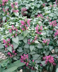 Notrelė "Purple Dragon" (Lamium maculatum "Purple Dragon")