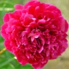 Bijūnas puikusis "Karl Rosenfield" (Paeonia lactiflora "Karl Rosenfield")