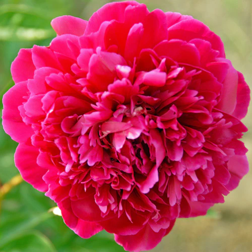 Bijūnas puikusis "Karl Rosenfield" (Paeonia lactiflora "Karl Rosenfield")