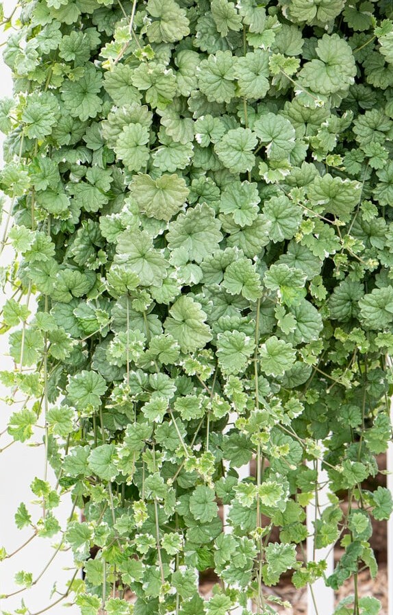 Tramžolė "Variegata" (Glechoma "Variegata")