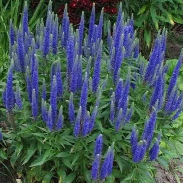 Veronika "Candles Royal Candles" (Veronica spicata "Candles Royal Candles")