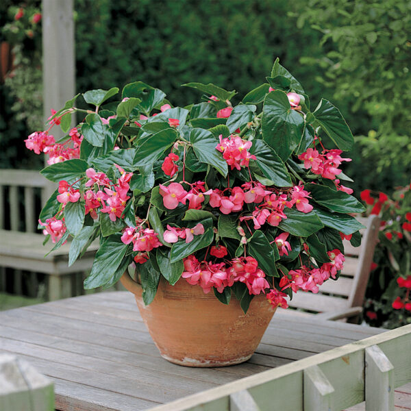 0116101_HiRes Begonia Dragon Wing Rose