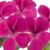 Pelargonija Gerainbow Magenta