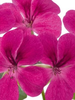 Pelargonija Gerainbow Magenta