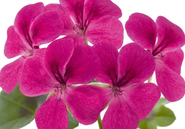 02460621_104_pelargonium_peltatum_gerainbow_magenta.653e385bbd9f2 Pelargonija Gerainbow Magenta