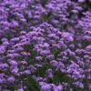 Patagoninė verbena