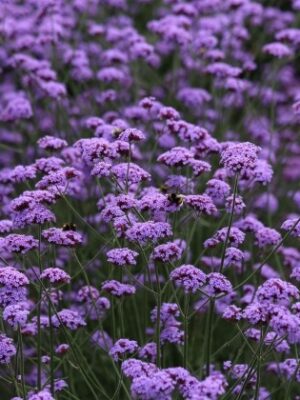 Patagoninė verbena