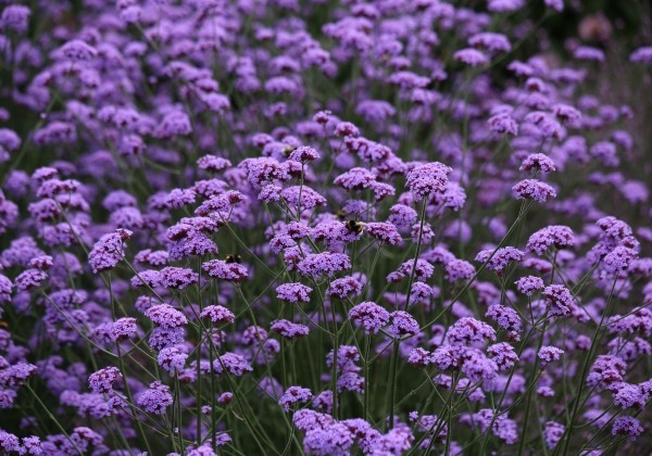Patagoninė verbena