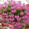 Pelargonija Gerainbow Magenta