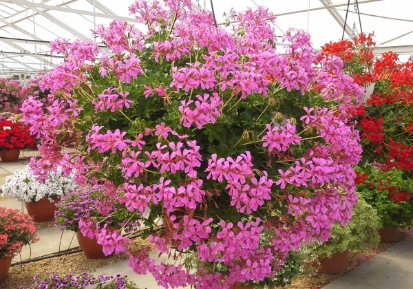 0310117_60104_pelargonium_peltatum_decora_lila_2_spr_suna.66b1f55253aeb Pelargonija Gerainbow Magenta