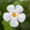 0705301_2672017_Flower Bakopa Gulliver Dynamic White