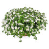 Bakopa Gulliver Dynamic White