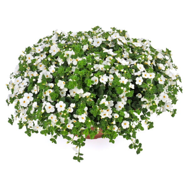 0705301_2672017_HiRes Bakopa Gulliver Dynamic White