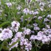 Verbena šiurkščioji Polaris