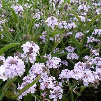 Verbena šiurkščioji Polaris