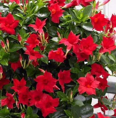 Sundavilė/Mandevilla "Classic Red"