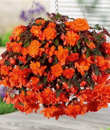 BEG_Belina_Orange_408365-r1-380x450-proportionalsmallest Begonija Belina Orange