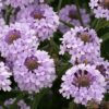 Verbena šiurkščioji Polaris