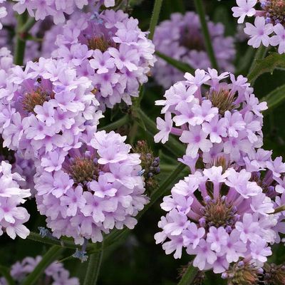 Verbena šiurkščioji Polaris