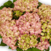 Hortenzija didžialapė „Sweet Lips Pink” (Hydrangea macrophylla „Sweet Lips Pink”)