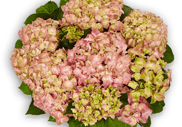 83212_37_hydrangea_macrophylla_sweet_lips_pink_37cm_poda.66b346e67acce Hortenzija didžialapė „Sweet Lips Pink” (Hydrangea macrophylla „Sweet Lips Pink”)