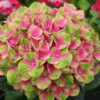 Hortenzija didžialapė „Sweet Lips Pink” (Hydrangea macrophylla „Sweet Lips Pink”)