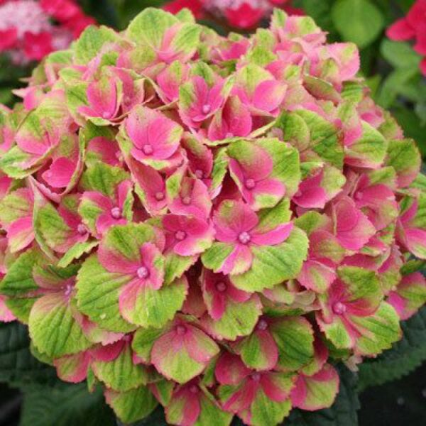 a_rm_ua_425011110 Hortenzija didžialapė „Sweet Lips Pink” (Hydrangea macrophylla „Sweet Lips Pink”)