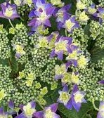 images (1) Hortenzija didžialapė „Feather blue” (Hydrangea macrophylla „Feather blue”)