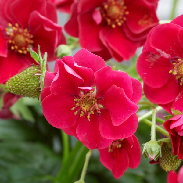 Braškė "Sumer Breeze Rose"