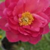 Bijūnas „New Millenium” (Paeonia „New Millenium”)