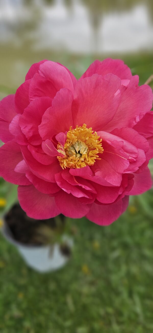 20250509_135955 Bijūnas „New Millenium” (Paeonia „New Millenium”)