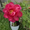 Bijūnas „New Millenium” (Paeonia „New Millenium”)