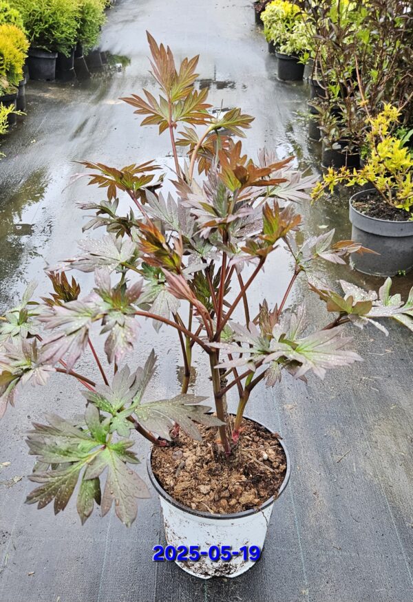 20250519_191745 Bijūnas „New Millenium” (Paeonia „New Millenium”)