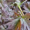 Bijūnas „New Millenium” (Paeonia „New Millenium”)