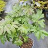 Bijūnas „Smith Family Jewel” (Paeonia „Smith Family Jewel”)