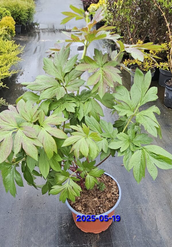 Bijūnas „Smith Family Jewel” (Paeonia „Smith Family Jewel”)