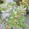 Bijūnas „Belle Toulousaine” (Paeonia „Belle Toulousaine”)