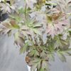 Bijūnas  "Vanilla Manilla" (Paeonia  "Vanilla Manilla")