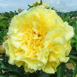 Bijūnas „Duchesse de Lorraine” (Paeonia „Duchesse de Lorraine”)