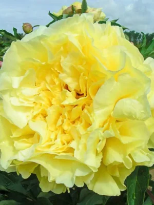 Bijūnas „Duchesse de Lorraine” (Paeonia „Duchesse de Lorraine”)